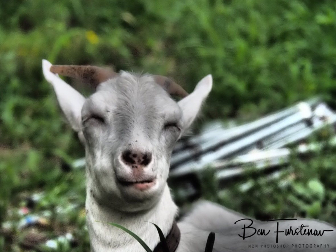 No comment required at Wyrallah, Northern New South Wales, Australia 