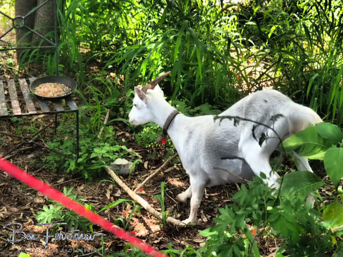 Sneaking up on the treasure at Wyrallah, Northern New South Wales, Australia