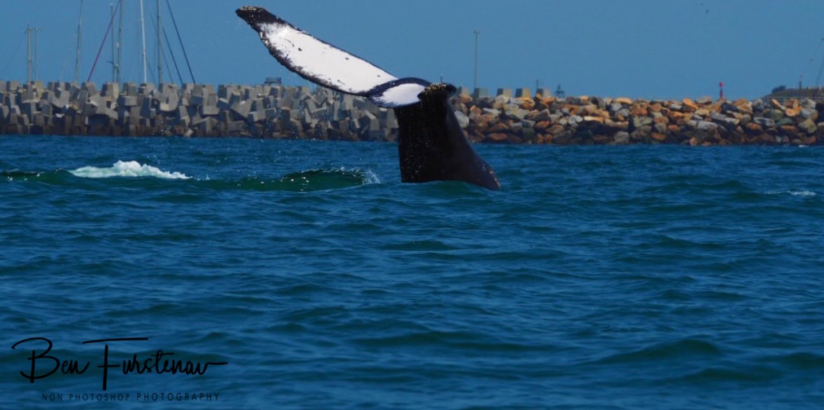 Cruising along North Wall at Coffs Harbour, New South Wales, Australia