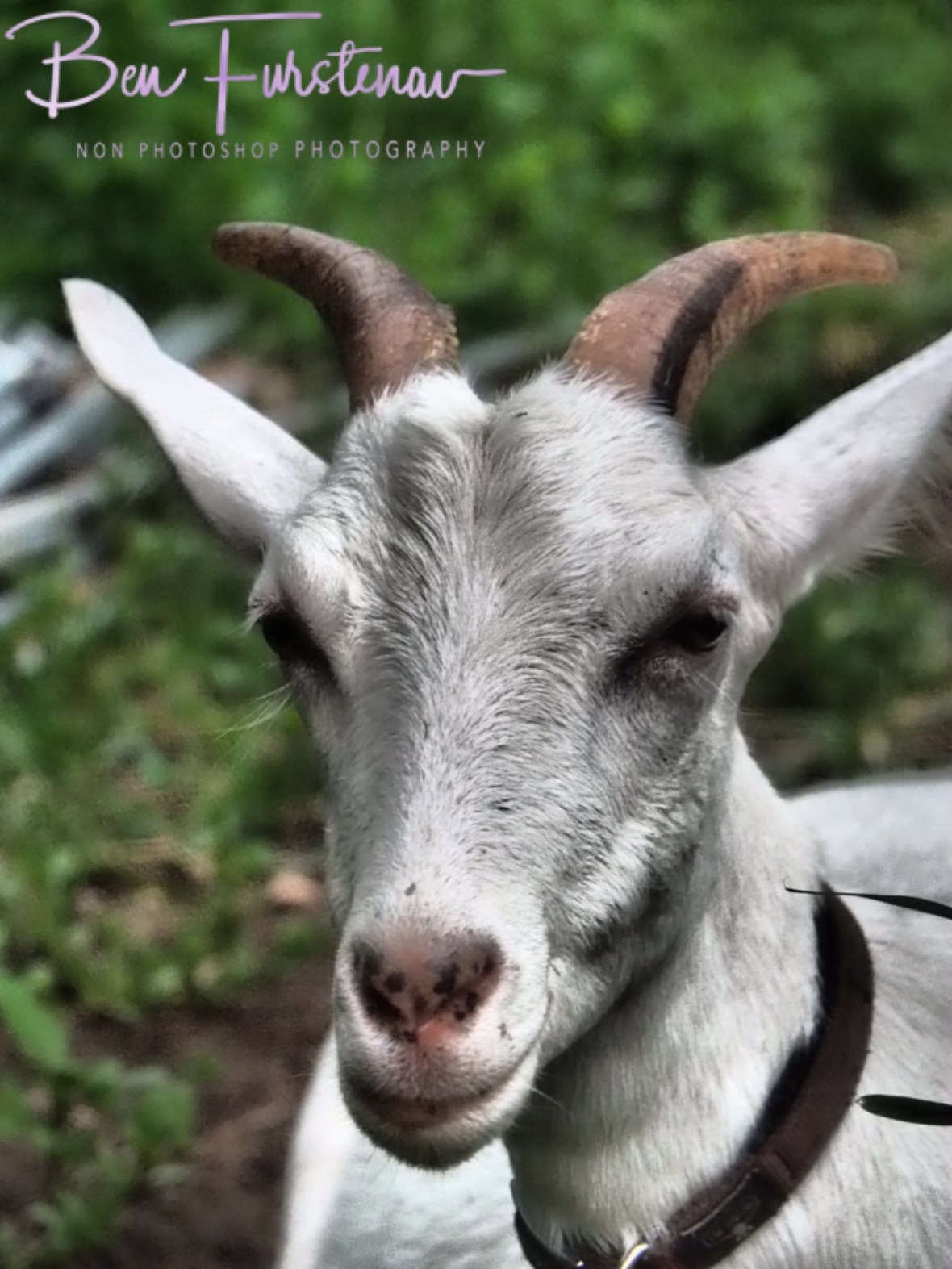 She is kinda cute though at Wyrallah, Northern New South Wales, Australia 