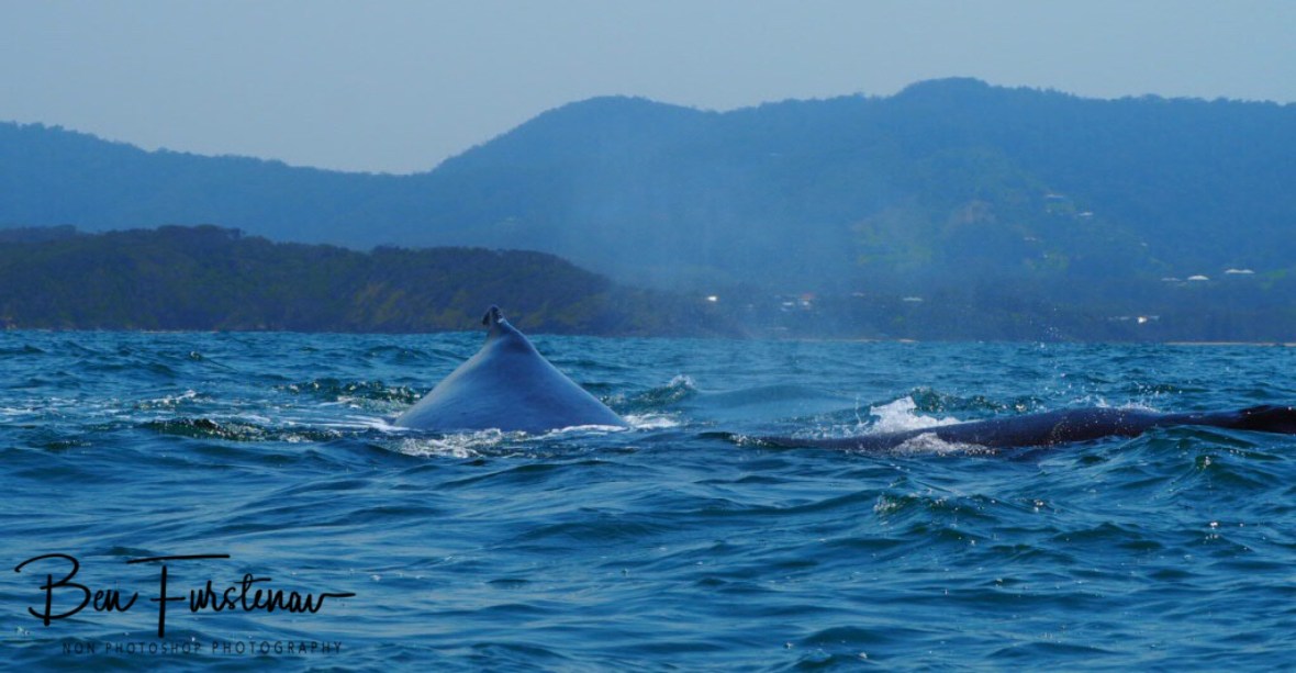 Swimming towards me at Coffs Harbour, New South Wales, Australia