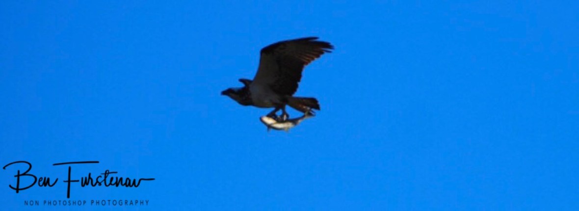 Heavy fresh cargo in its grasps at Port Douglas, Tropical Queensland, Australia 