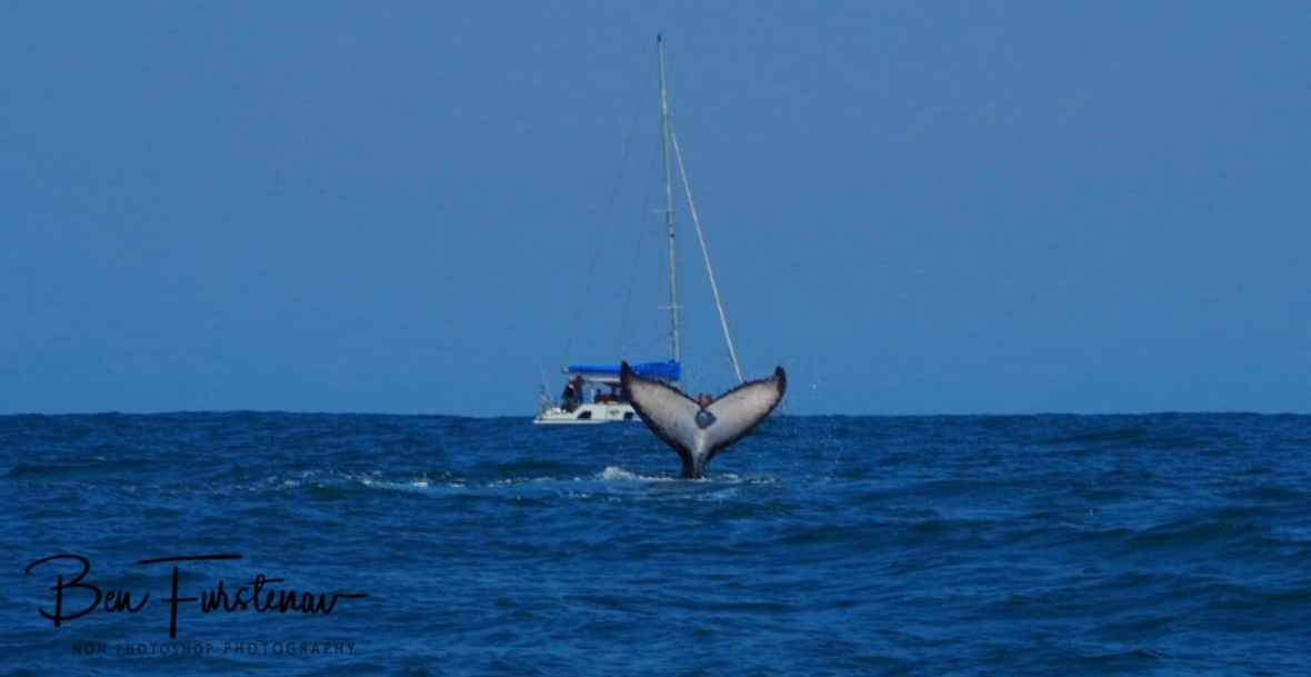 Whale watch boats cater for tourists at Coffs Harbour, New South Wales, Australia