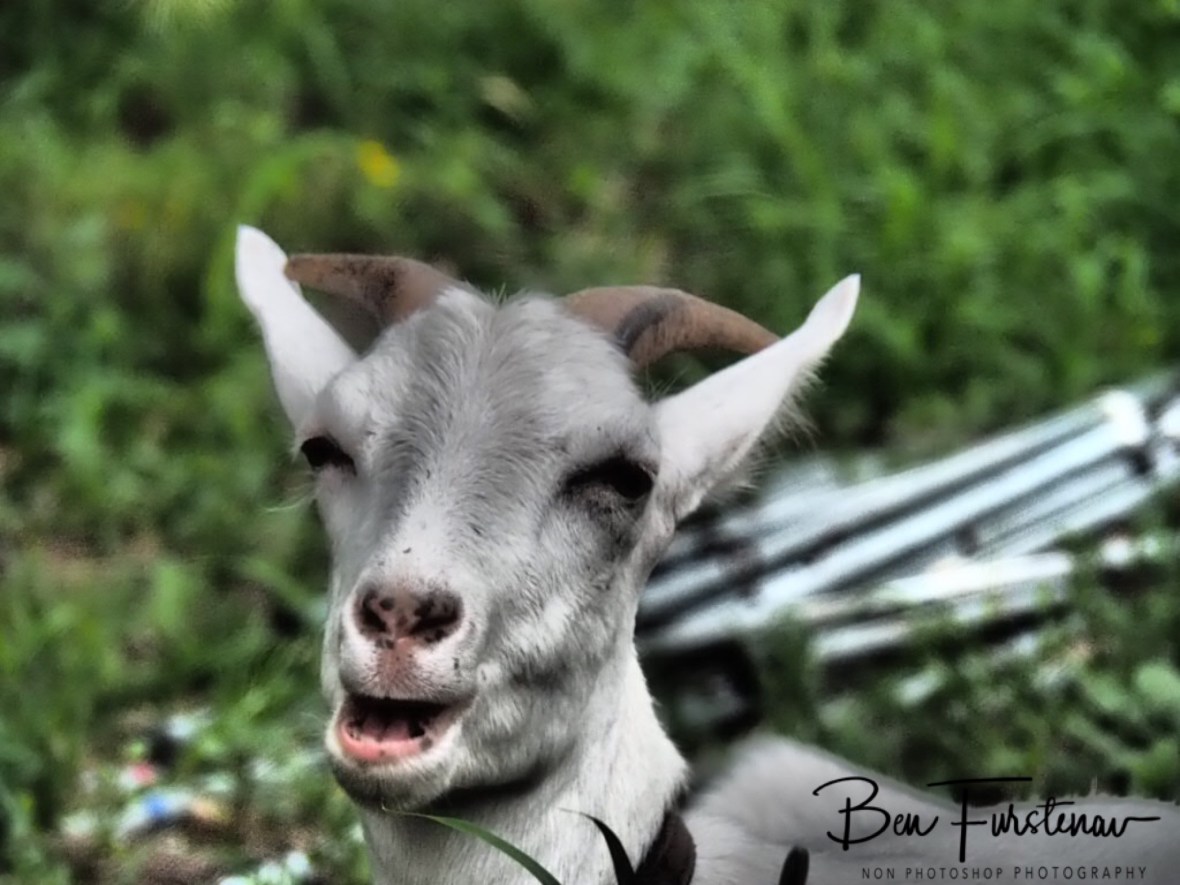 Yummo...! Wyrallah, Northern New South Wales, Australia 