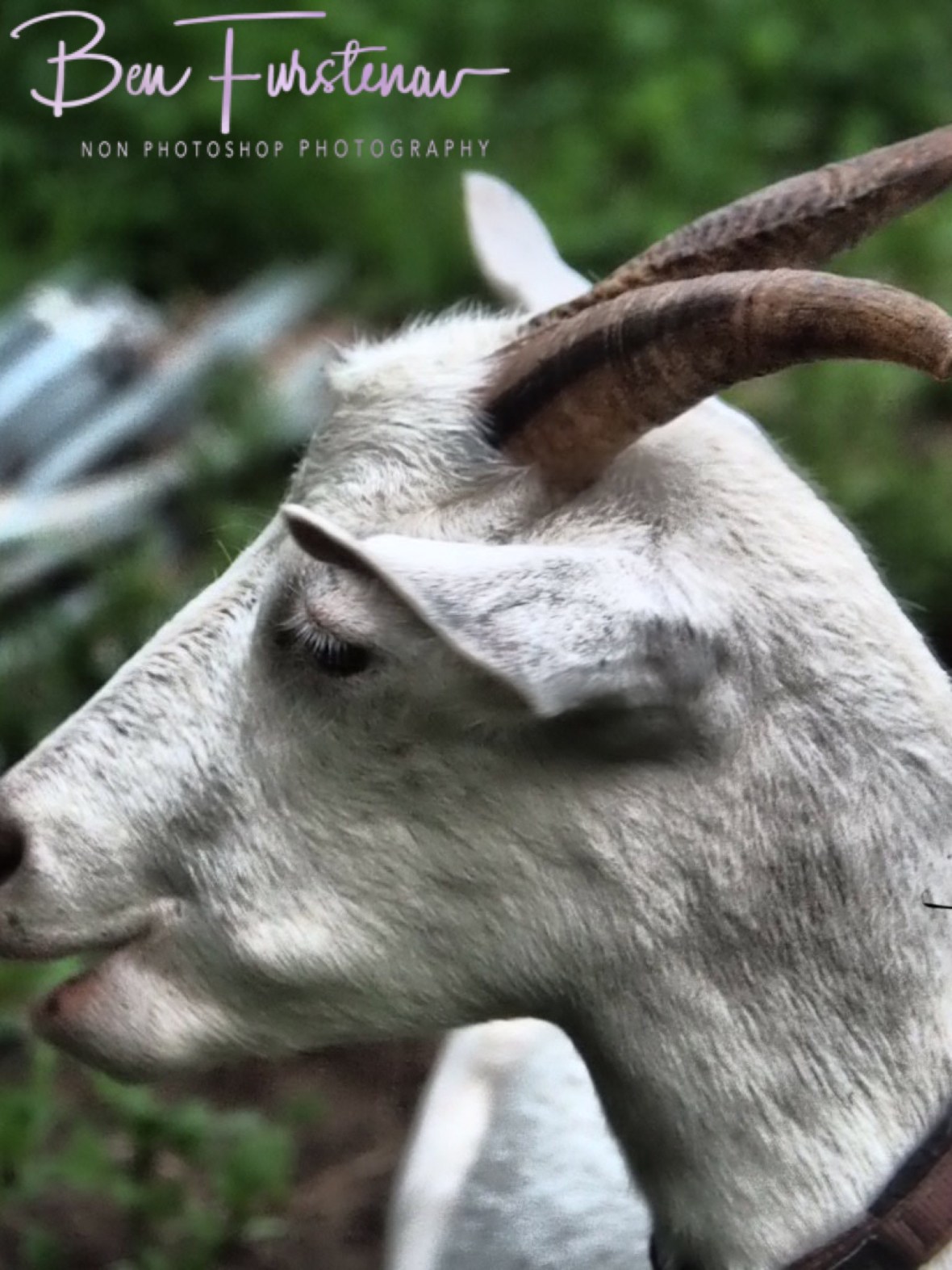 Two very intimidating reasons, Wyralla, Northern New South Wales, Australia 