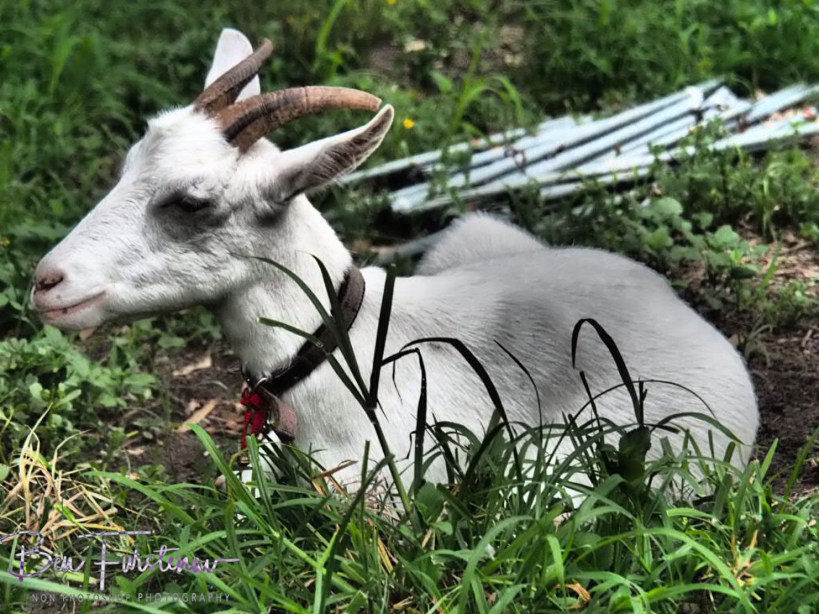 Typical security actions  Wyrallah, Northern New South Wales, Australia 