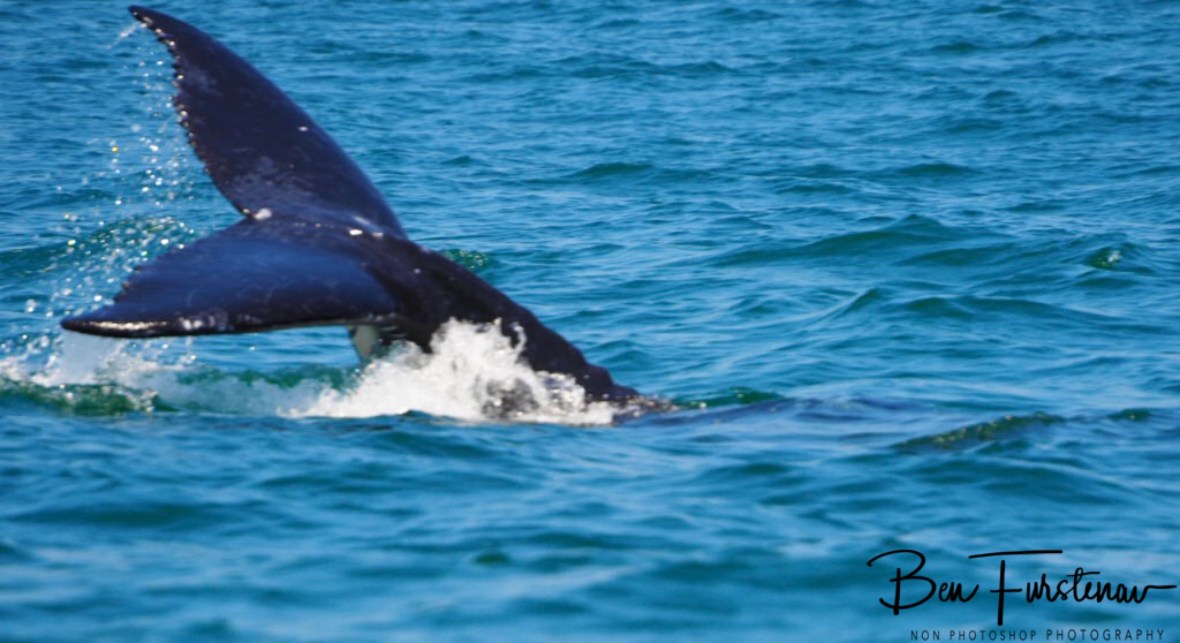 Down she goes at Coffs Harbour, New South Wales, Australia