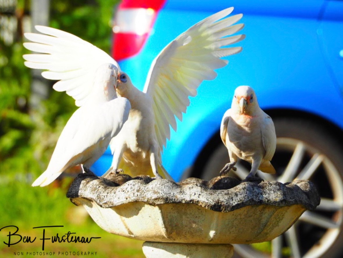 High on the friends list Swift at Evans Head, Northern New South Wales, Australia 