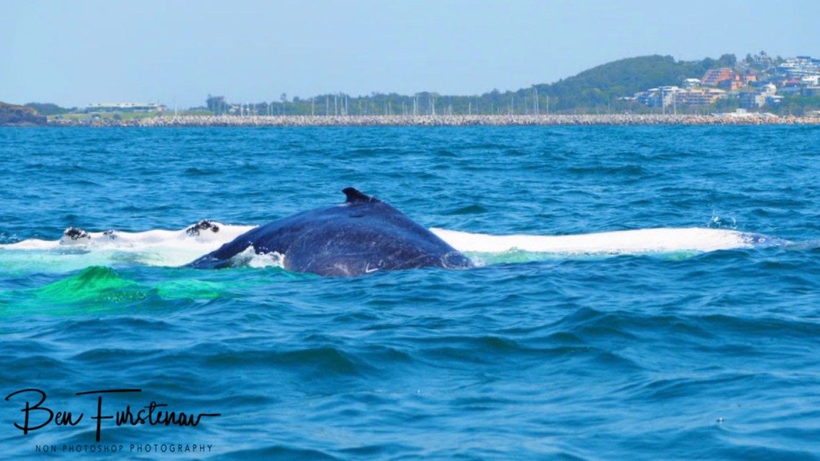 Relaxed mom and calf at Coffs Harbour, New South Wales, Australia