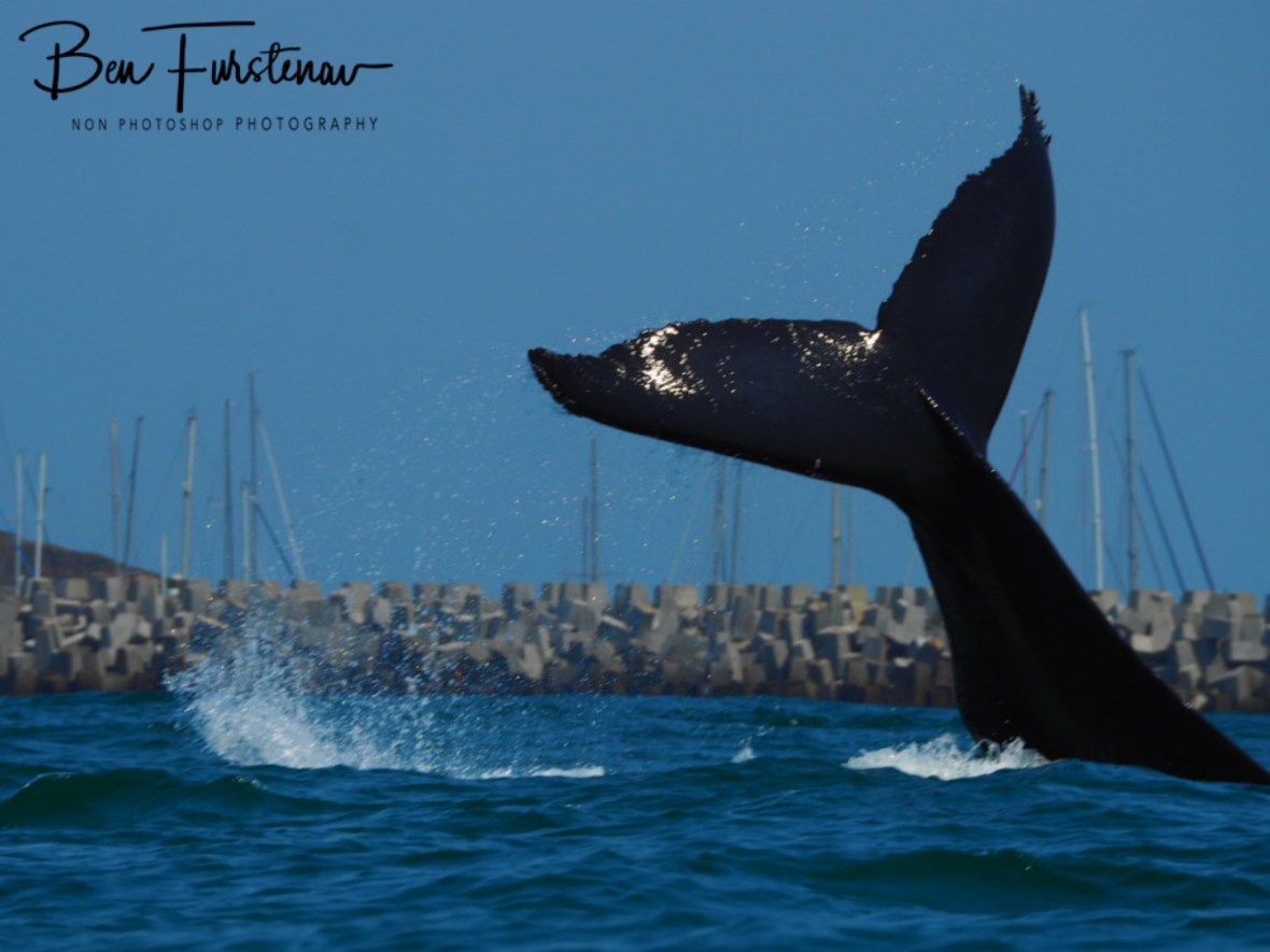 Tail up, tail down! at Coffs Harbour, New South Wales, Australia