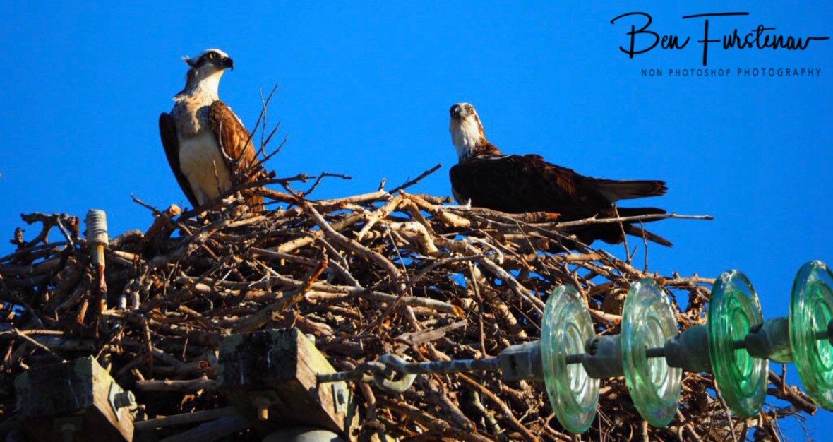 Fascinating sight at Port Douglas, Tropical Queensland, Australia 