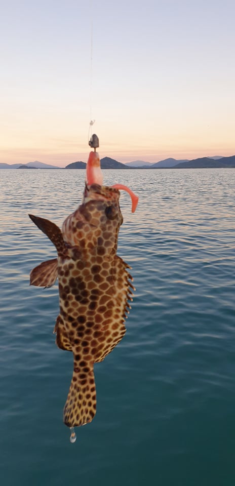 A small cod with a mighty big mouth at Palm Cove, Tropical Queensland, Australia 