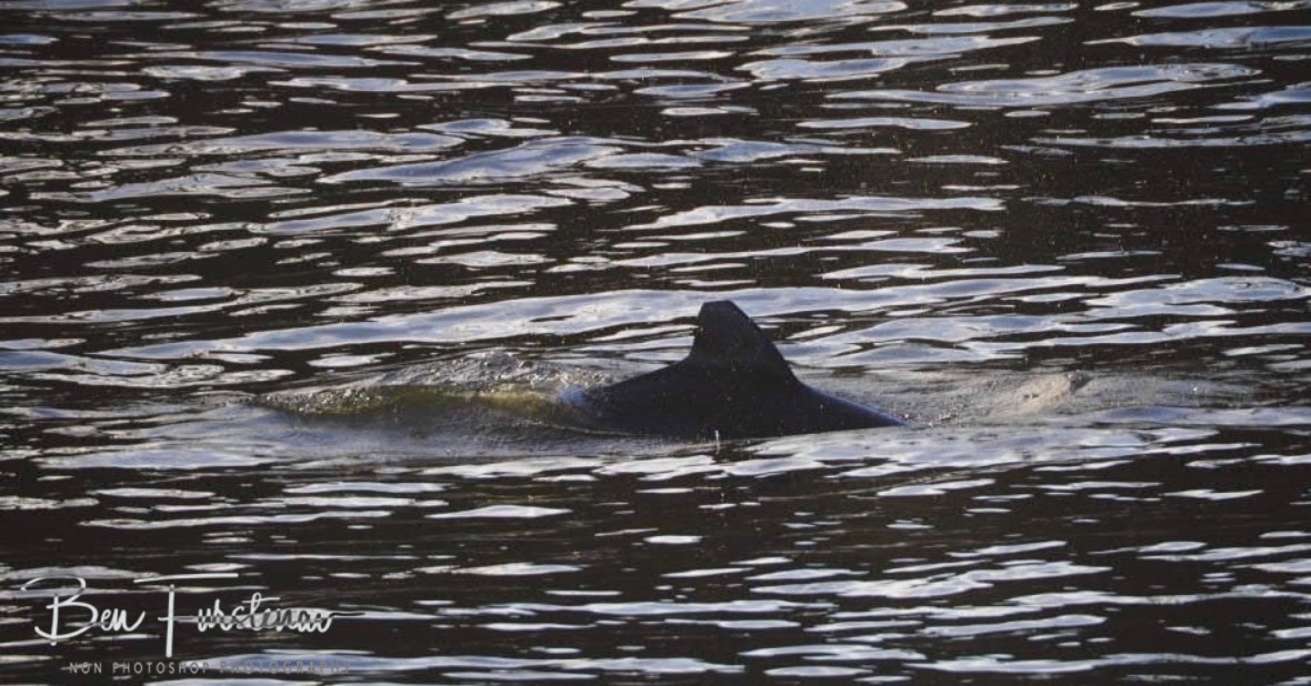 Dolphins often swim in to Evan Head River at Evans Head, Northern New South Wales, Australia