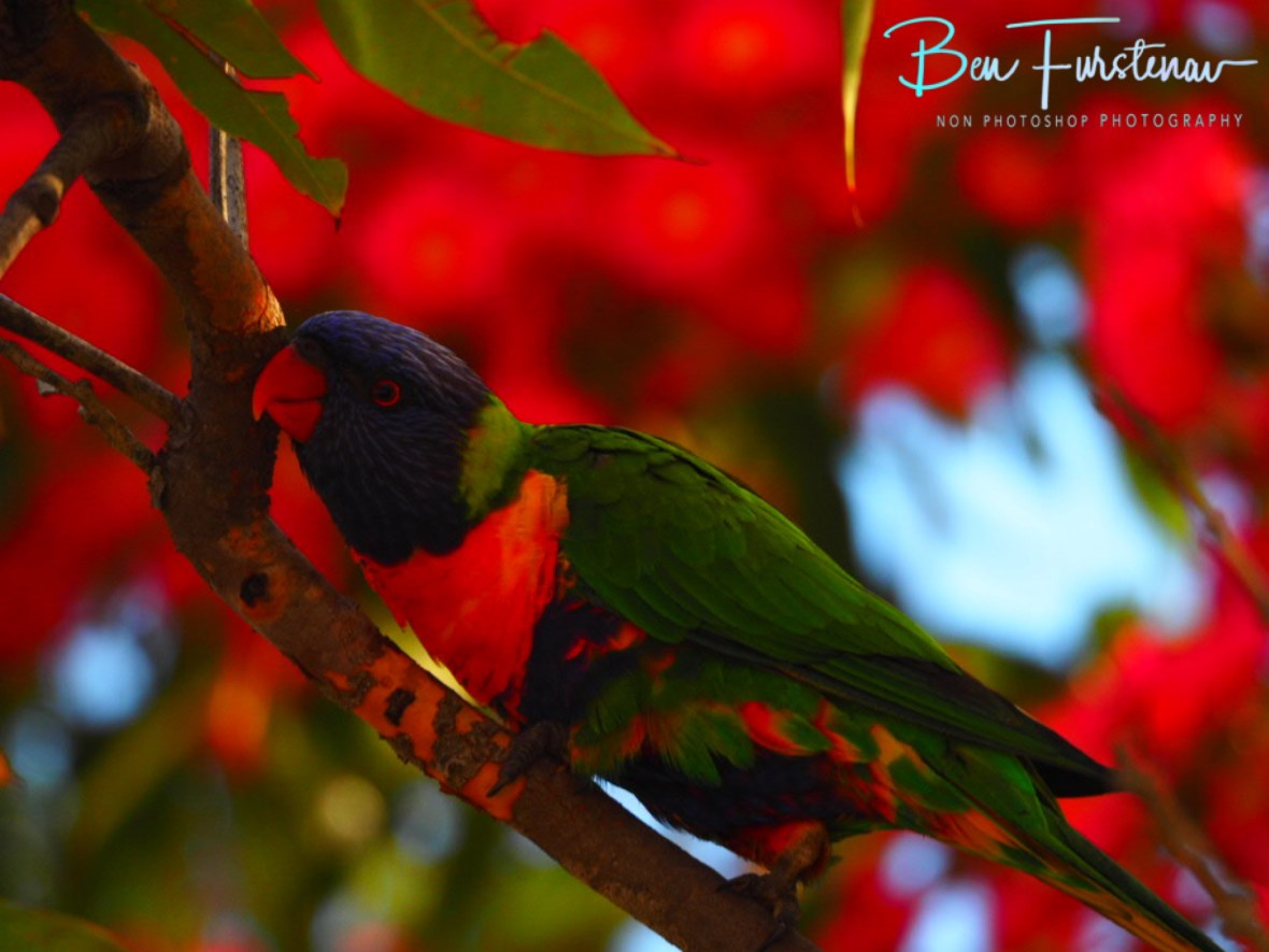 Colourful awards for the lorikeets at Evans Head, Northern New South Wales, Australia