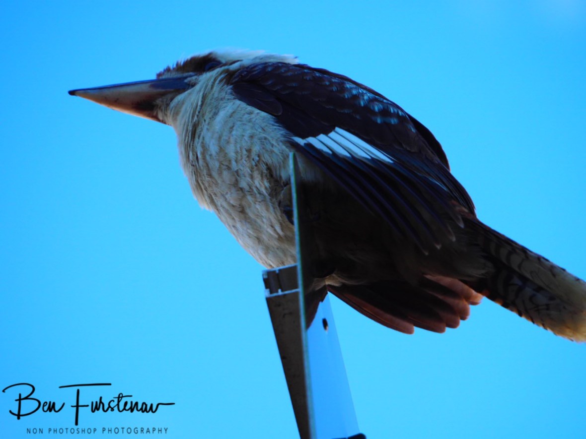 True blue Ozzi icon at Evans Head, Northern New South Wales, Australia 