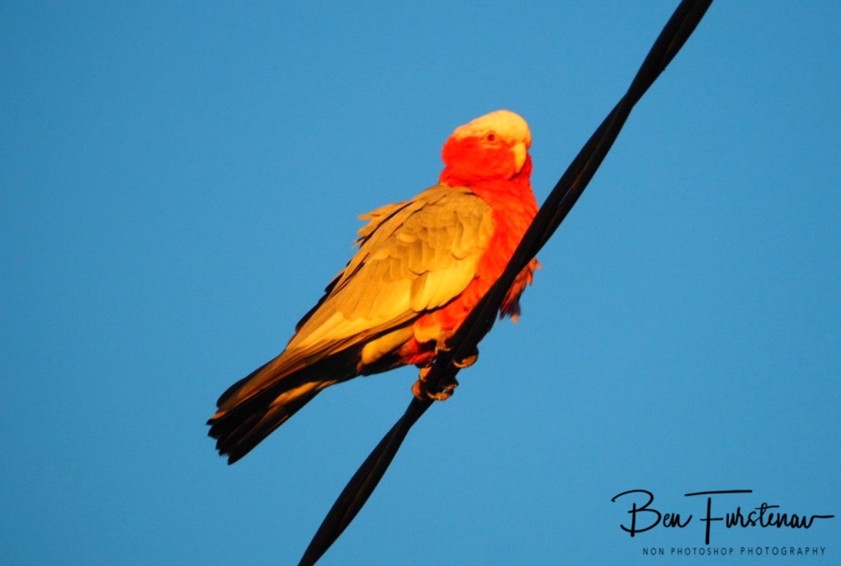‘Flaming Galah’ at Evans Head, Northern New South Wales, Australia 