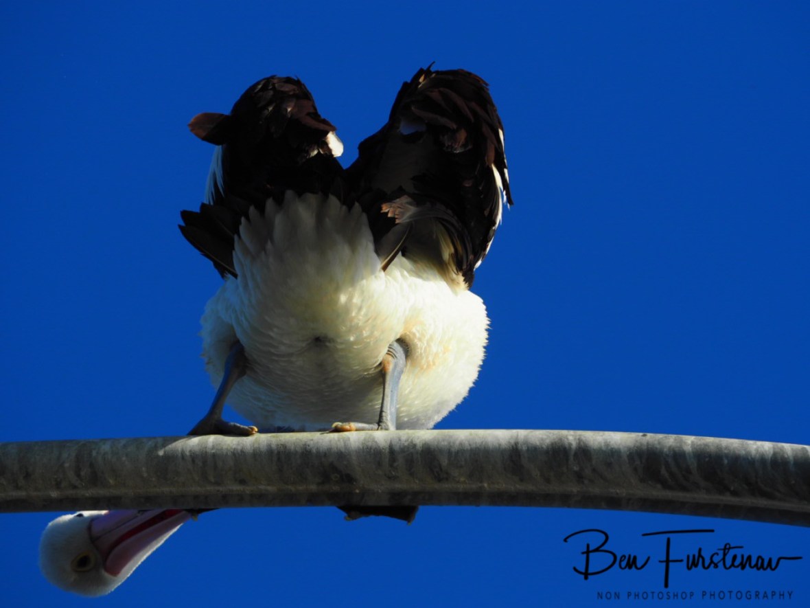 Is he still taking photos? at Evans Head, Northern New South Wales, Australia 