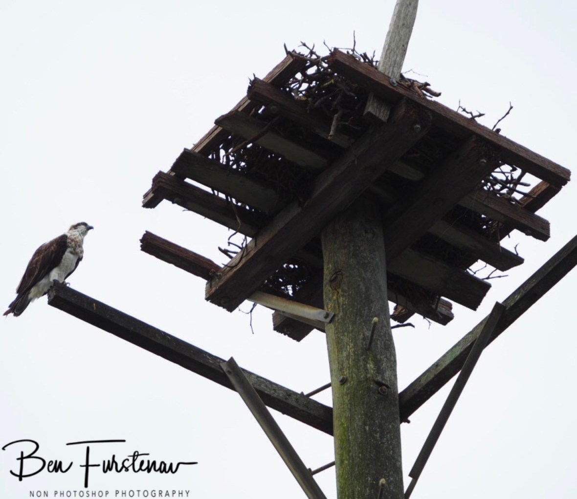 Top bunk nest at Evans Head, Northern New South Wales, Australia 
