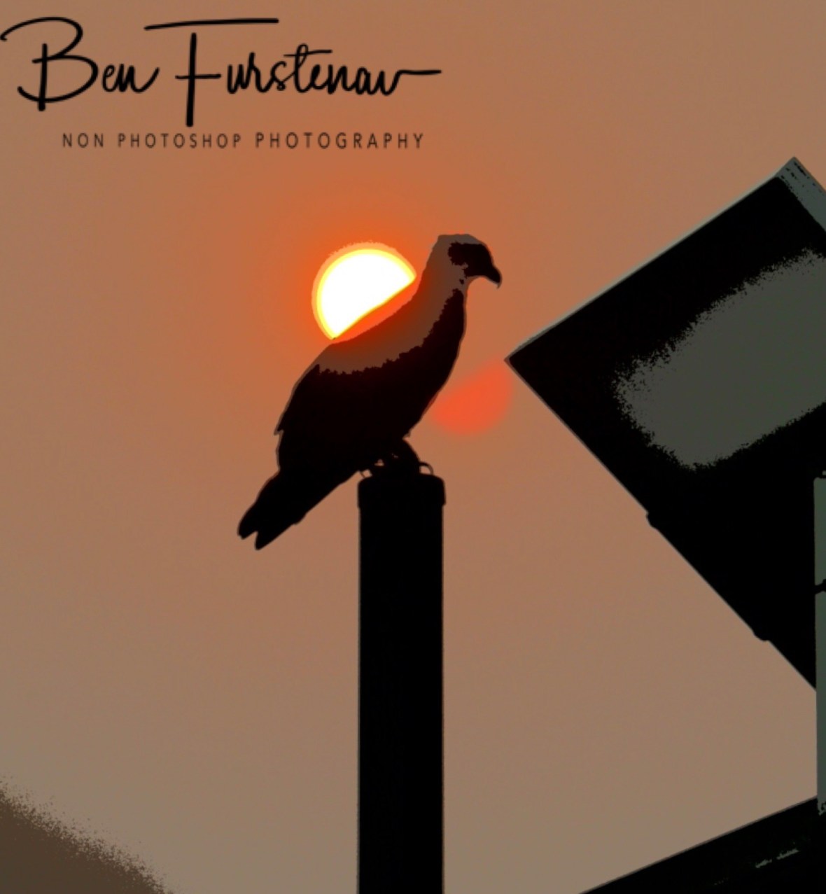 Osprey enjoying the sunrise as much as I did at Evans Head, Northern New South Wales, Australia 