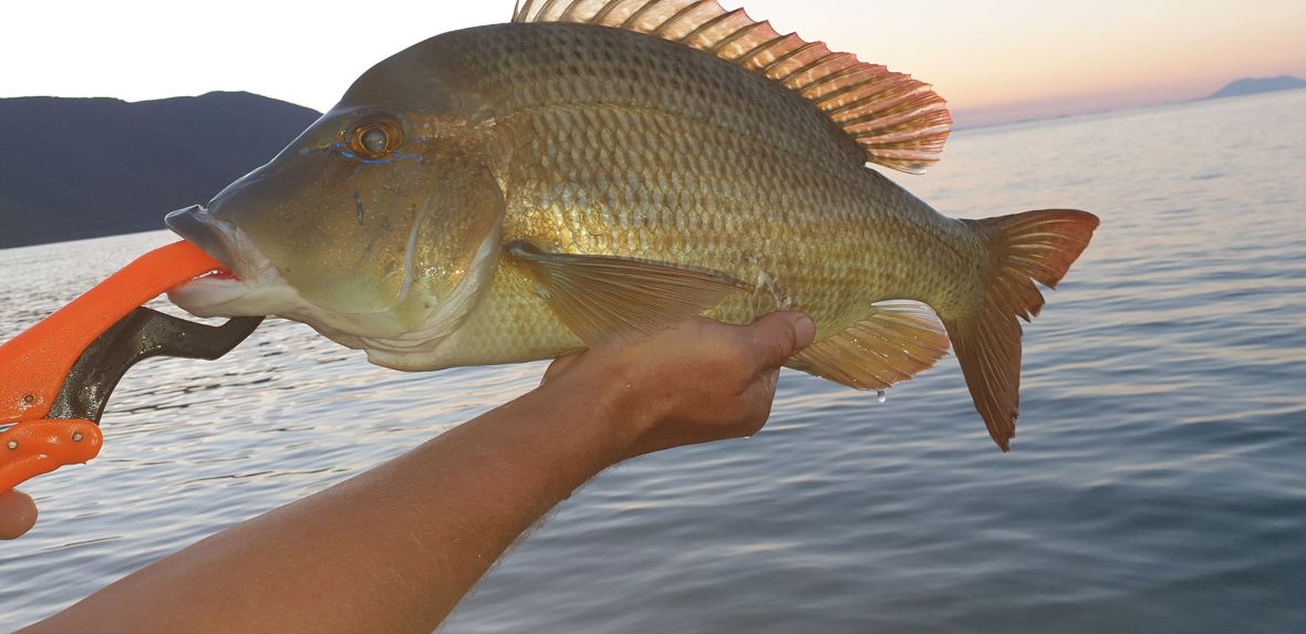 A well sized and prized reef fish at Palm Cove, Tropical Queensland, Australia