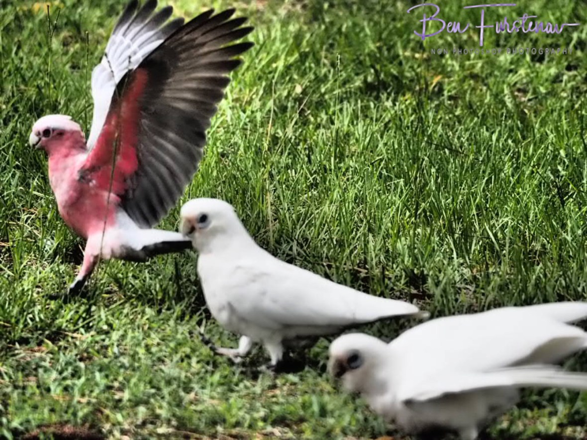 Playground bullies at Evans Head, Northern New South Wales, Australia 