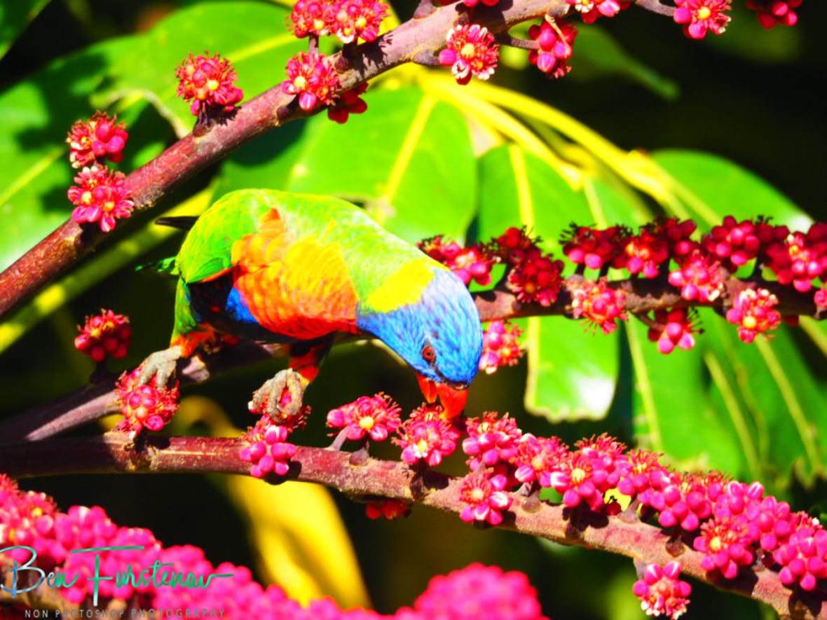 Parrishing at Evans Head, Northern New South Wales, Australia 