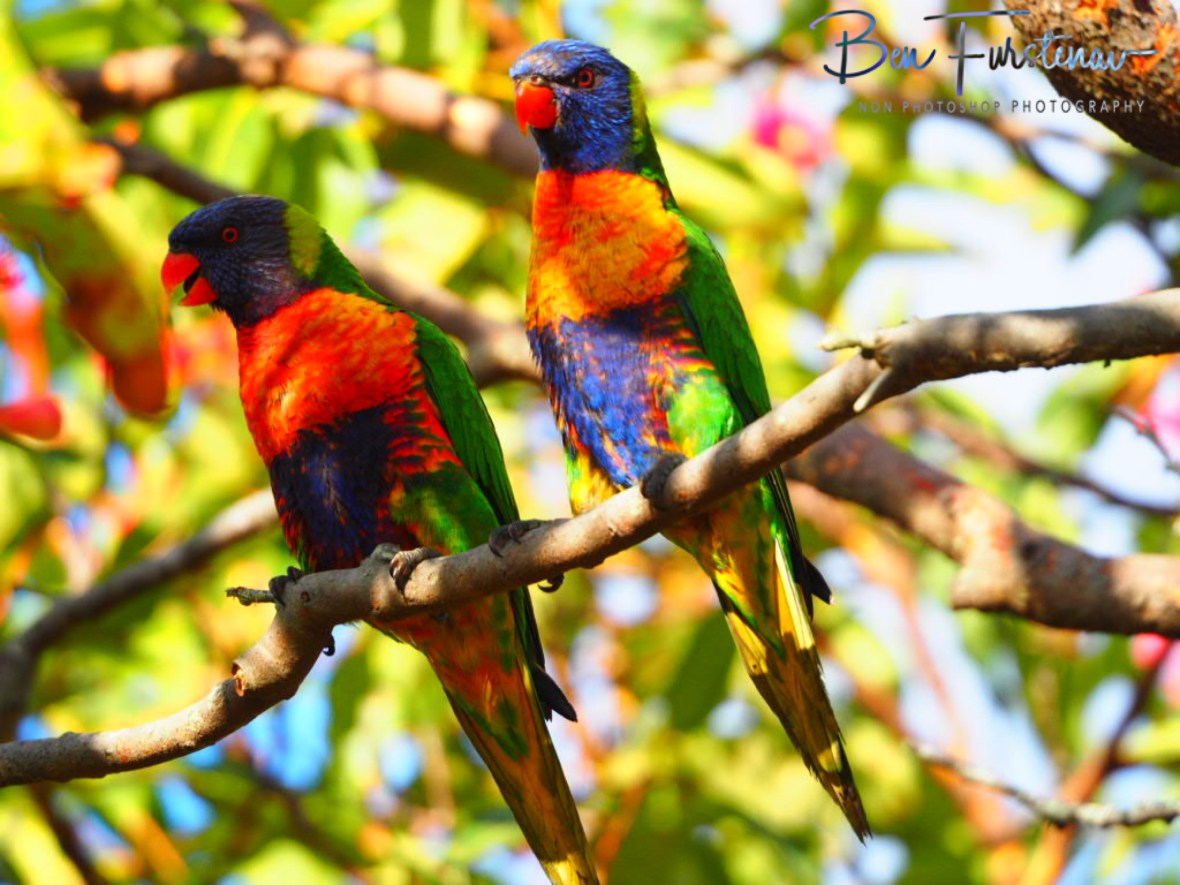 Social bonding at Evans Head, Northern New South Wales, Australia 