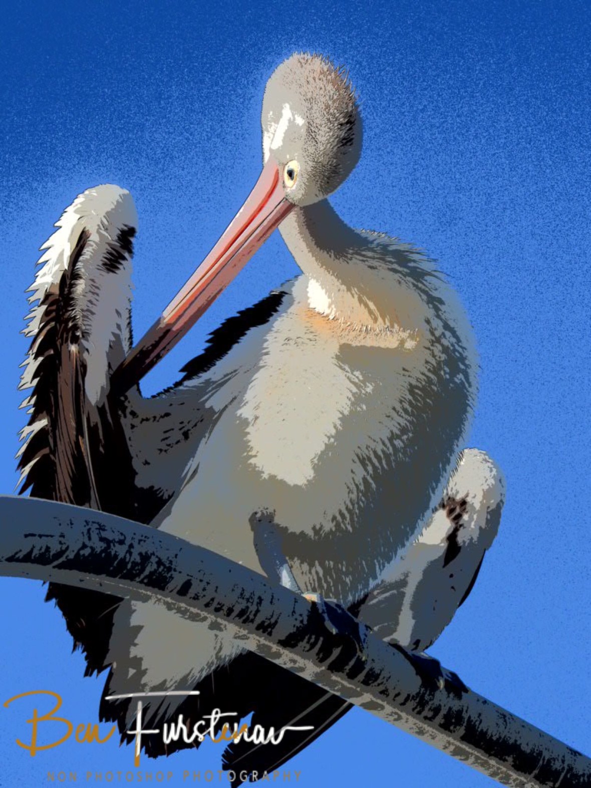 Neck-bending antics at Evans Head, Northern New South Wales, Australia 