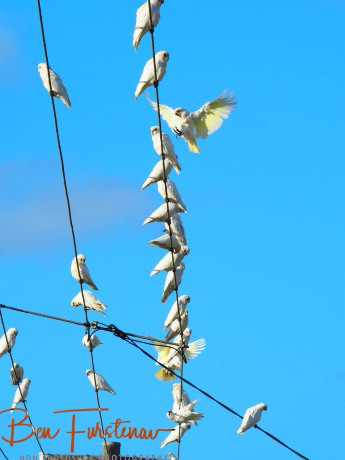 Corellas Show up in large numbers at Evans Head, Northern New South Wales, Australia 