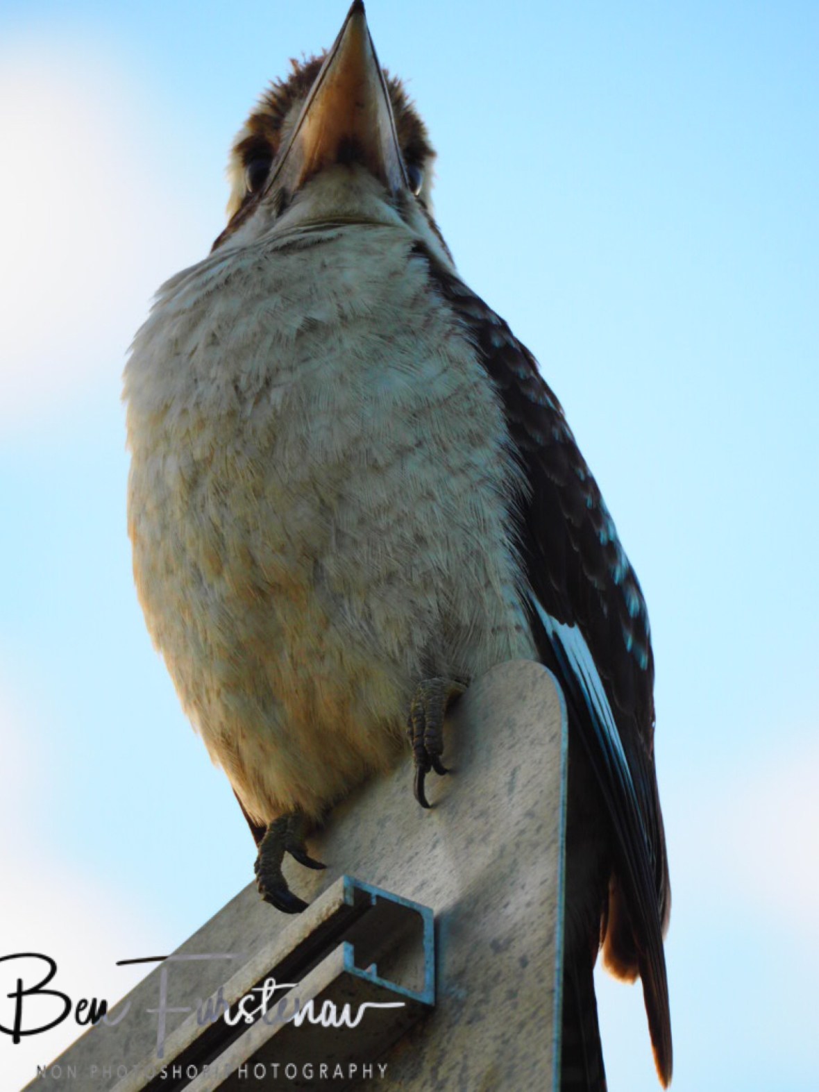 On the lookout for mischief  at Evans Head, Northern New South Wales, Australia 
