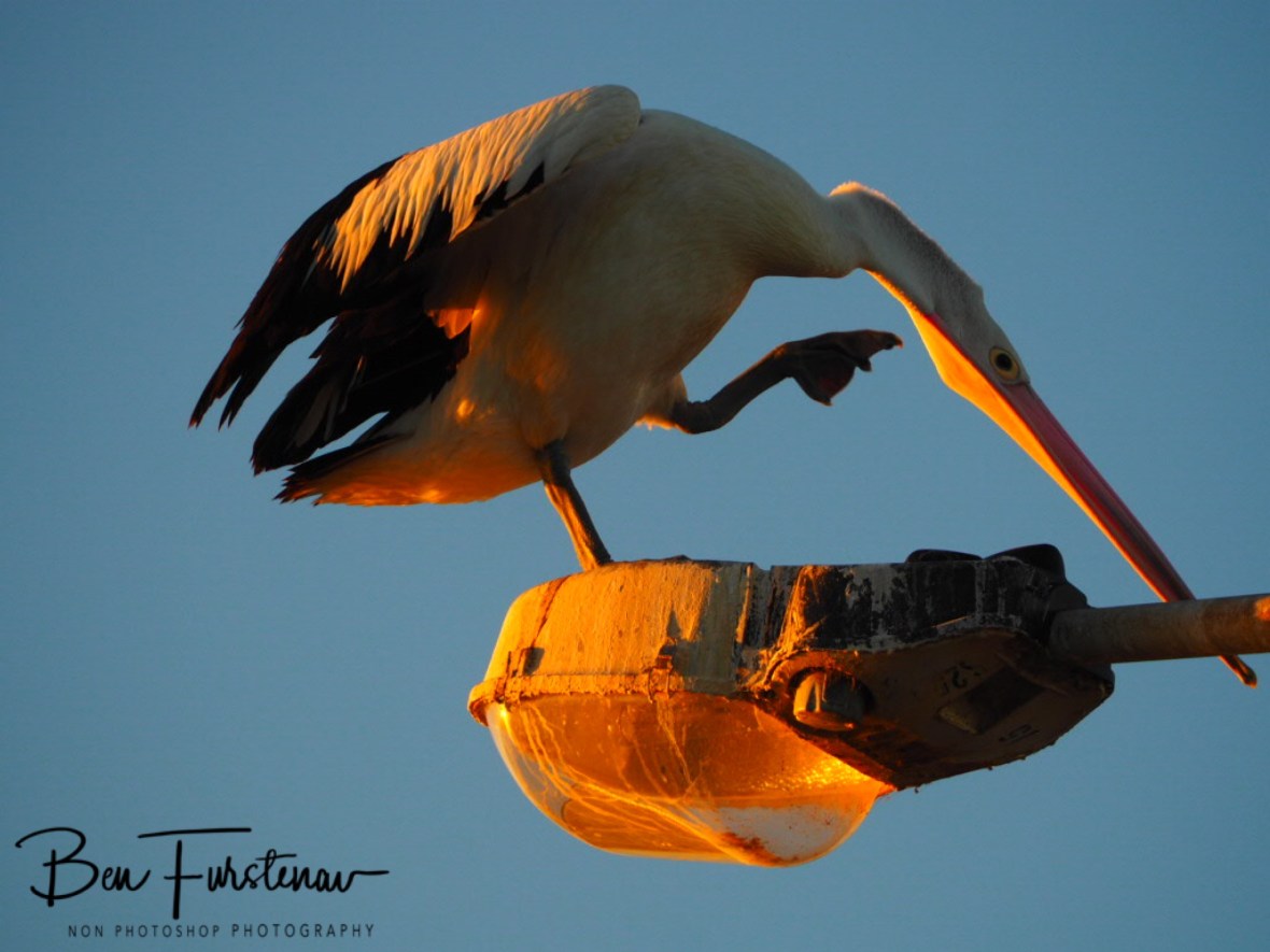 Scratching or pointing? at Evans Head, Northern New South Wales, Australia 