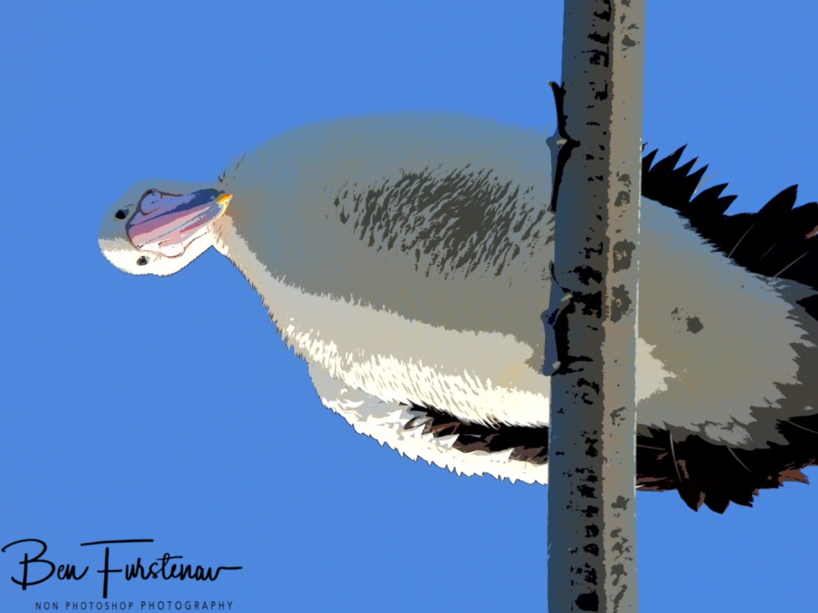 Don’t come any closer! at Evans Head, Northern New South Wales, Australia