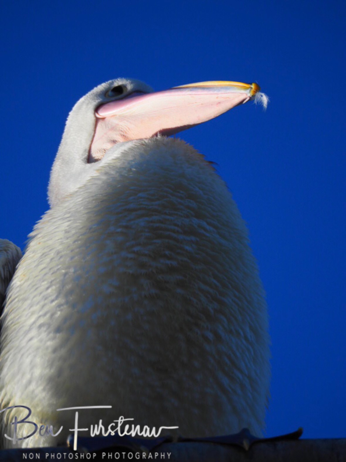 Streamlined and colourful at Evans Head, Northern New South Wales, Australia 
