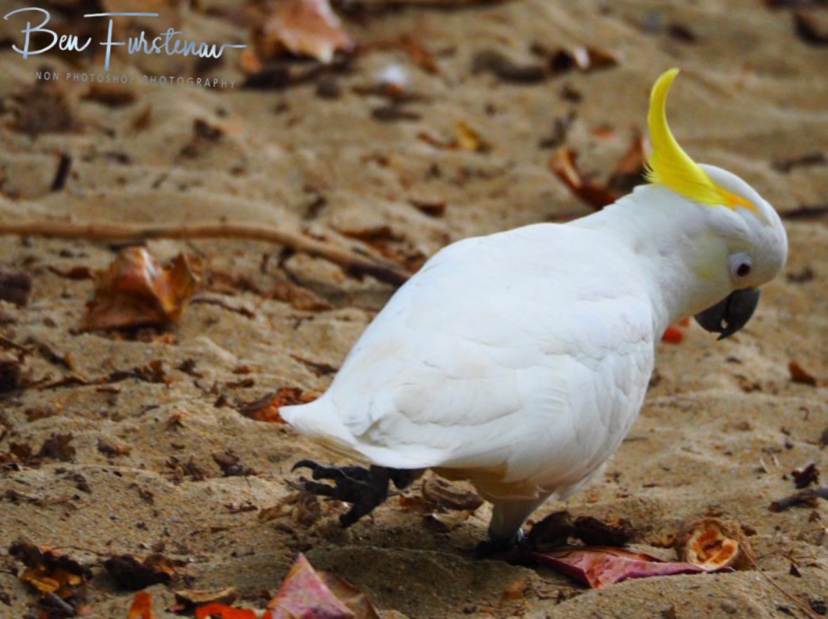 Yeah but! Not this one!  at Trinity Inlet, Cairns, Northern Queensland, Australia 