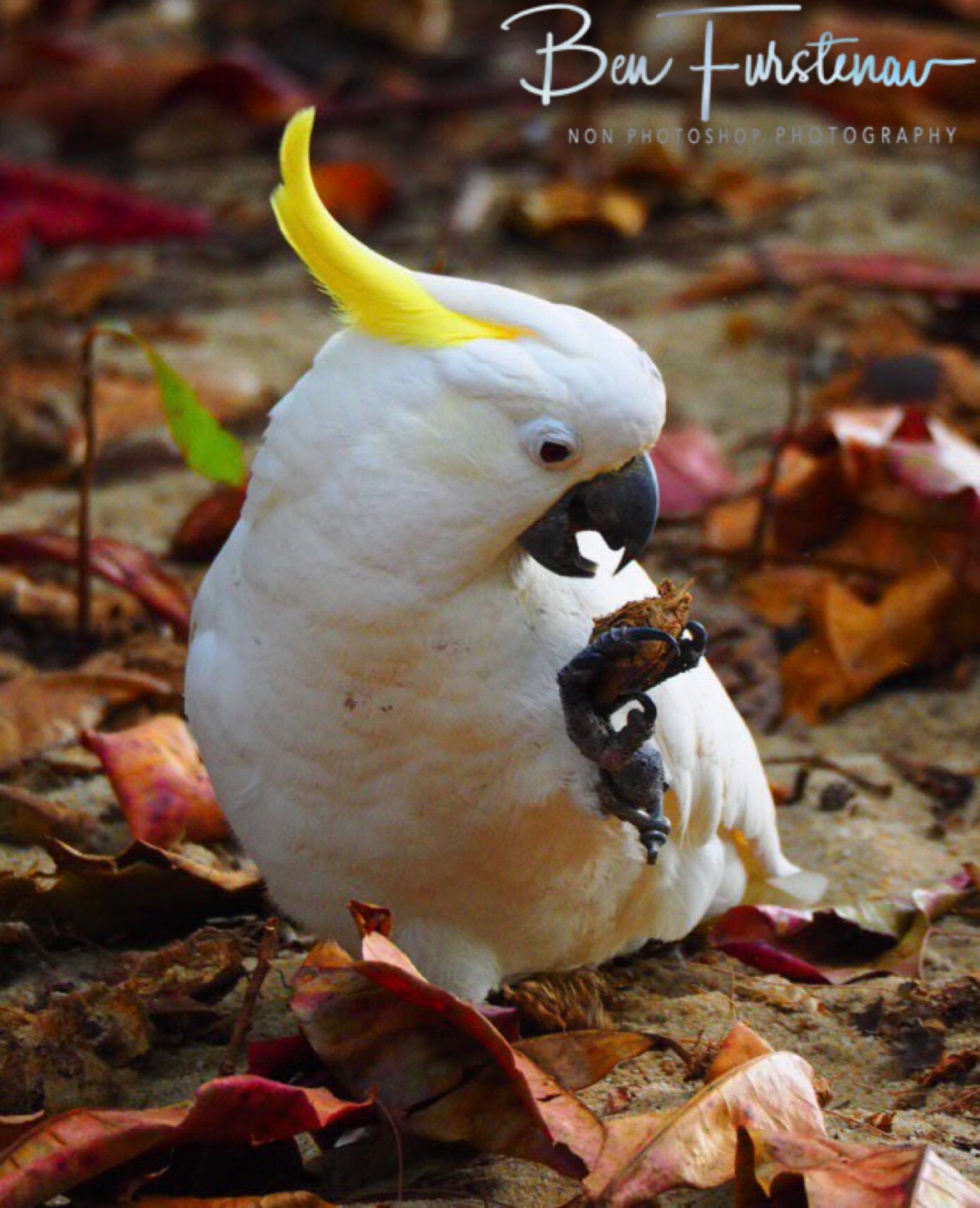 Photos and more photos at Trinity Inlet, Cairns, Northern Queensland, Australia