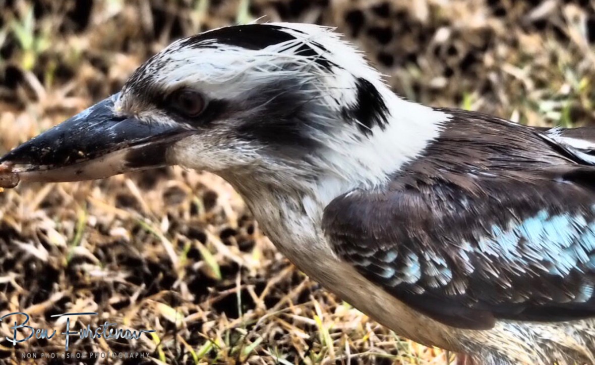 Hungry and cold at Evans Head, Northern New South Wales, Australia 