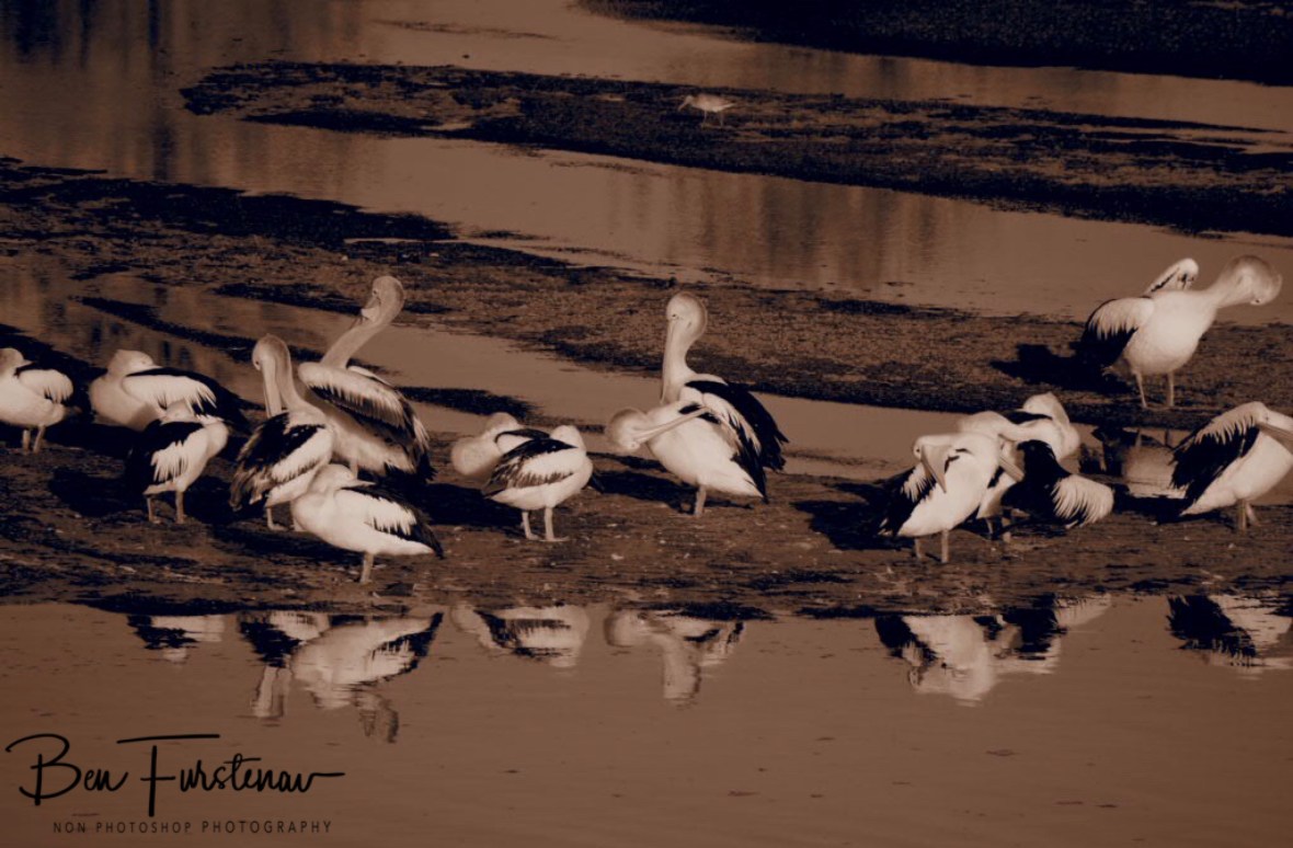 Social grooming at Evans Head, Northern New South Wales, Australia 