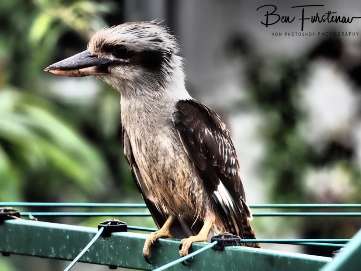 First rainer? at Evans Head, Northern New South Wales, Australia 
