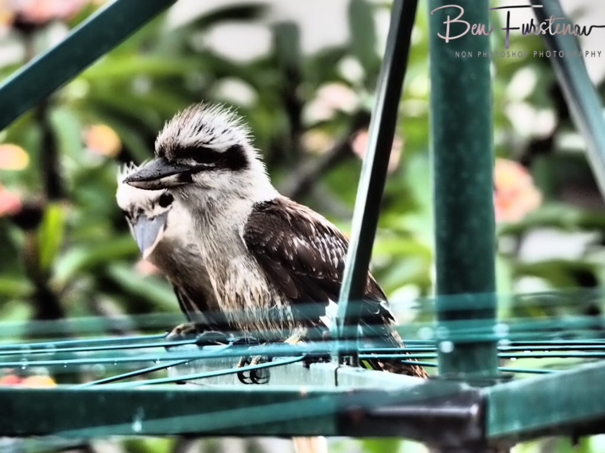 Kookaburras drying of on washing line at Evans Head, Northern New South Wales, Australia