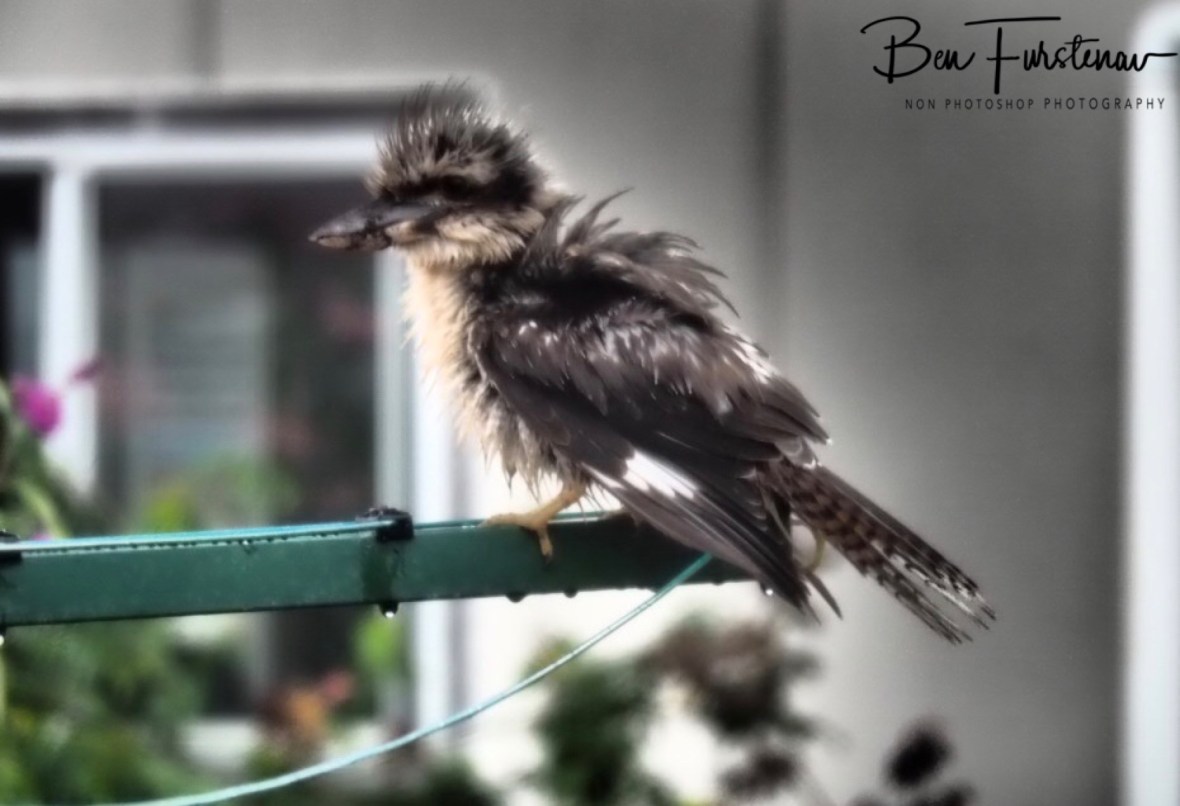 Drenched and stirred at Evans Head, Northern New South Wales, Australia 