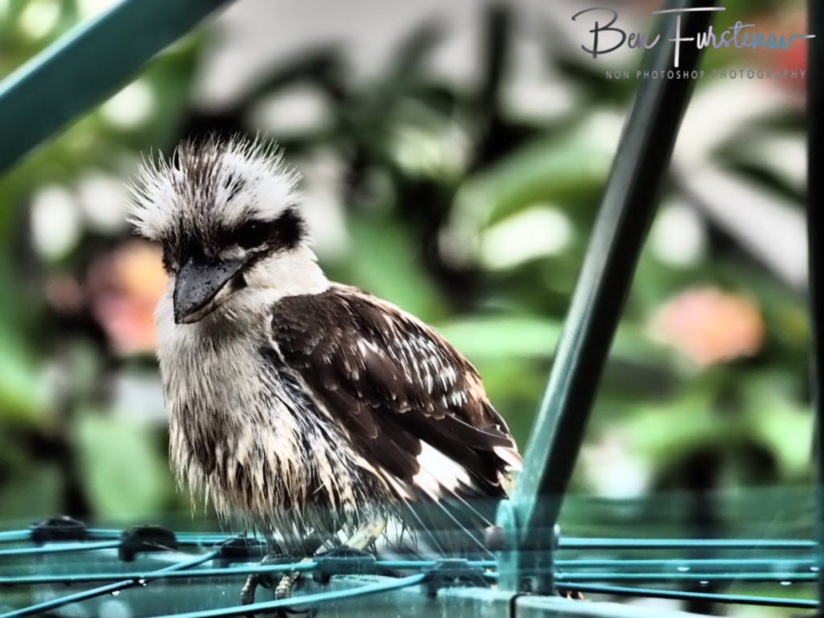 Frizzled at Evans Head, Northern New South Wales, Australia 