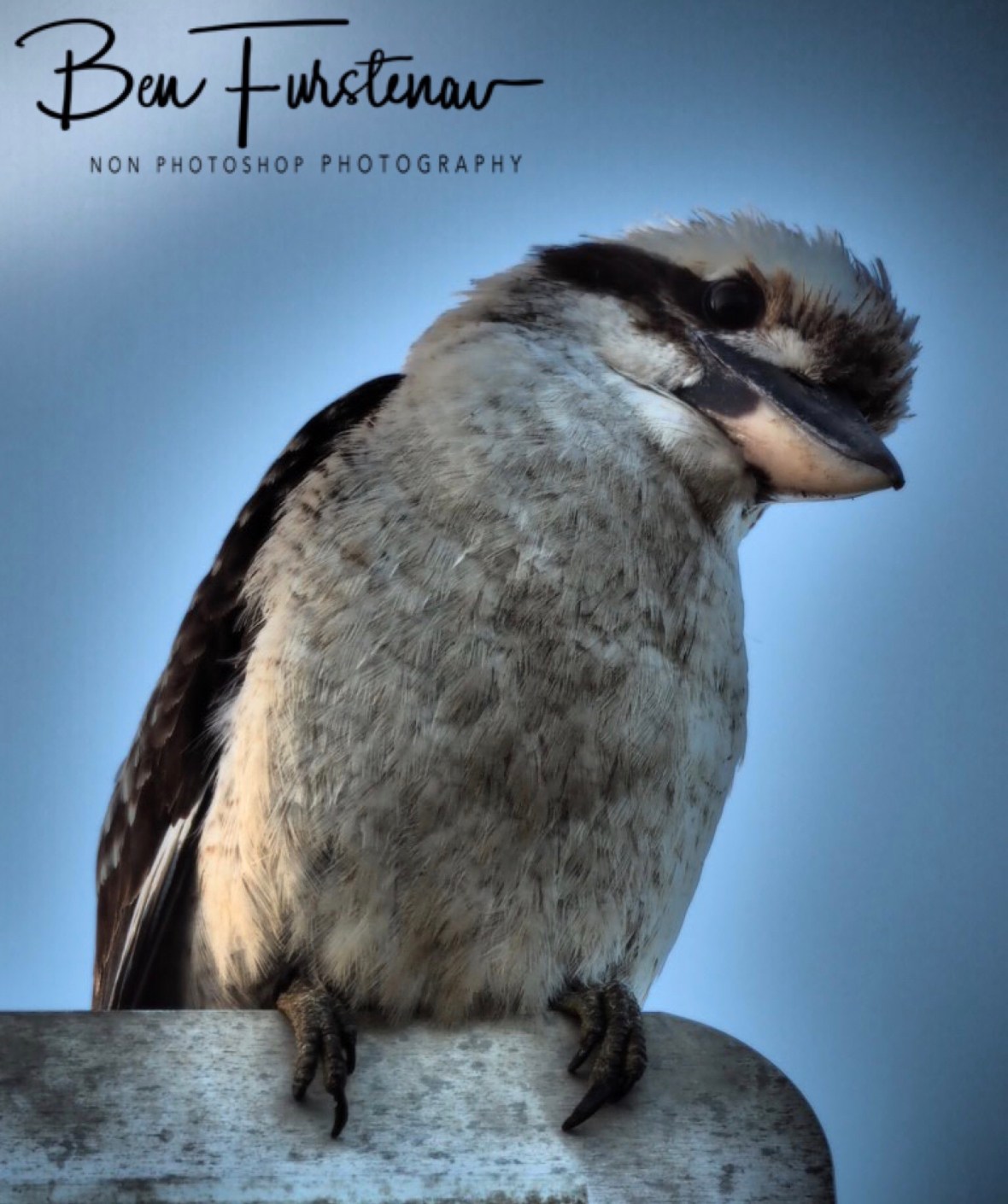 What’s for breakfast? at Evans Head, Northern New South Wales, Australia 
