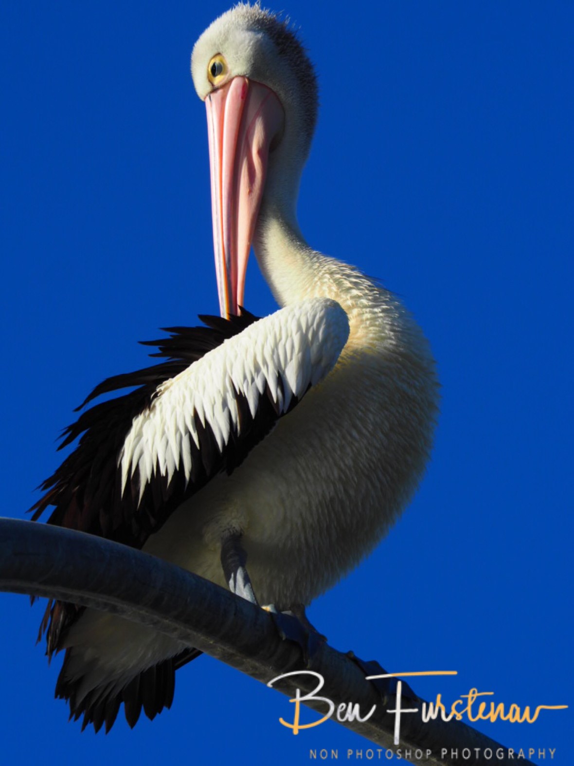 Pretty in pink at Evans Head, Northern New South Wales, Australia 