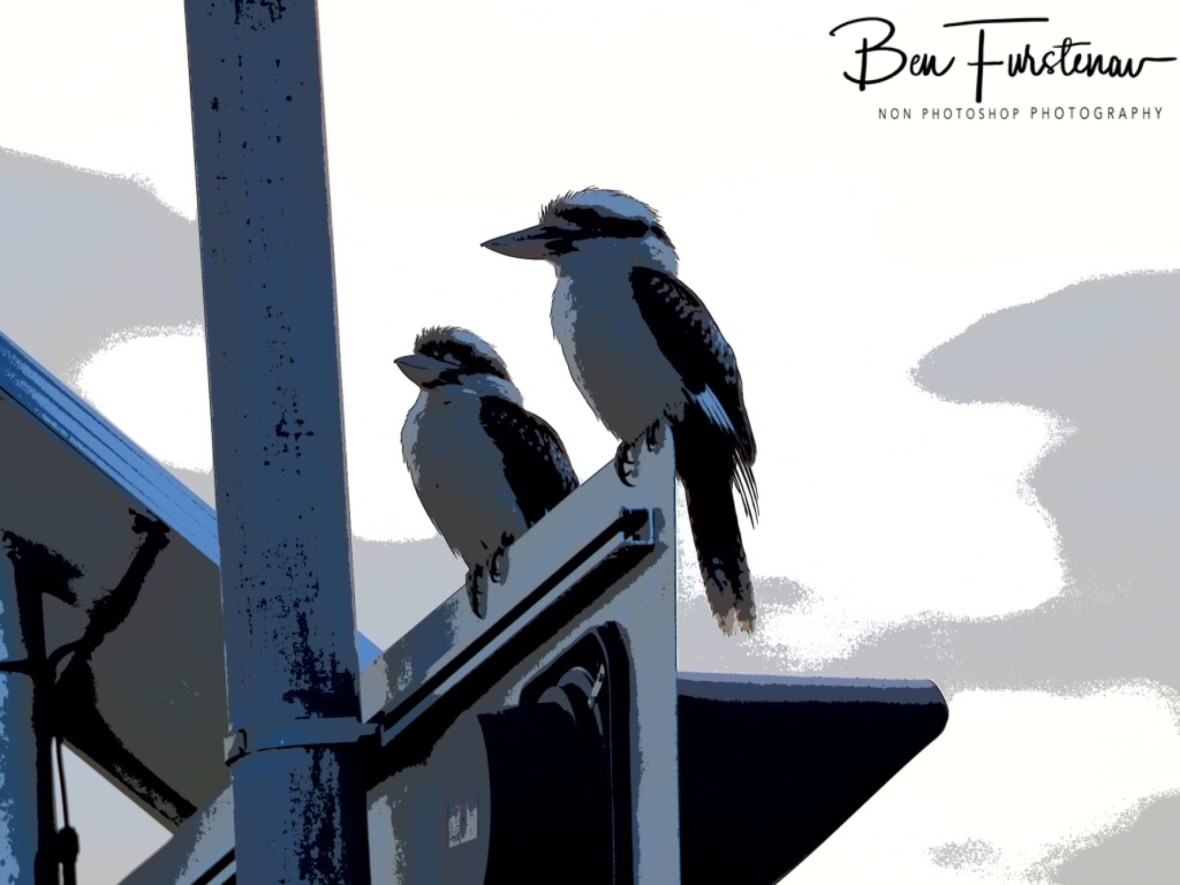 No sign of dander today at Evans Head, Northern New South Wales, Australia 