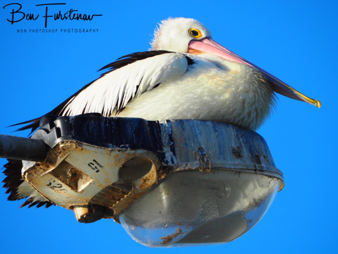 Resting on the toilet seat at Evans Head, Northern New South Wales, Australia
