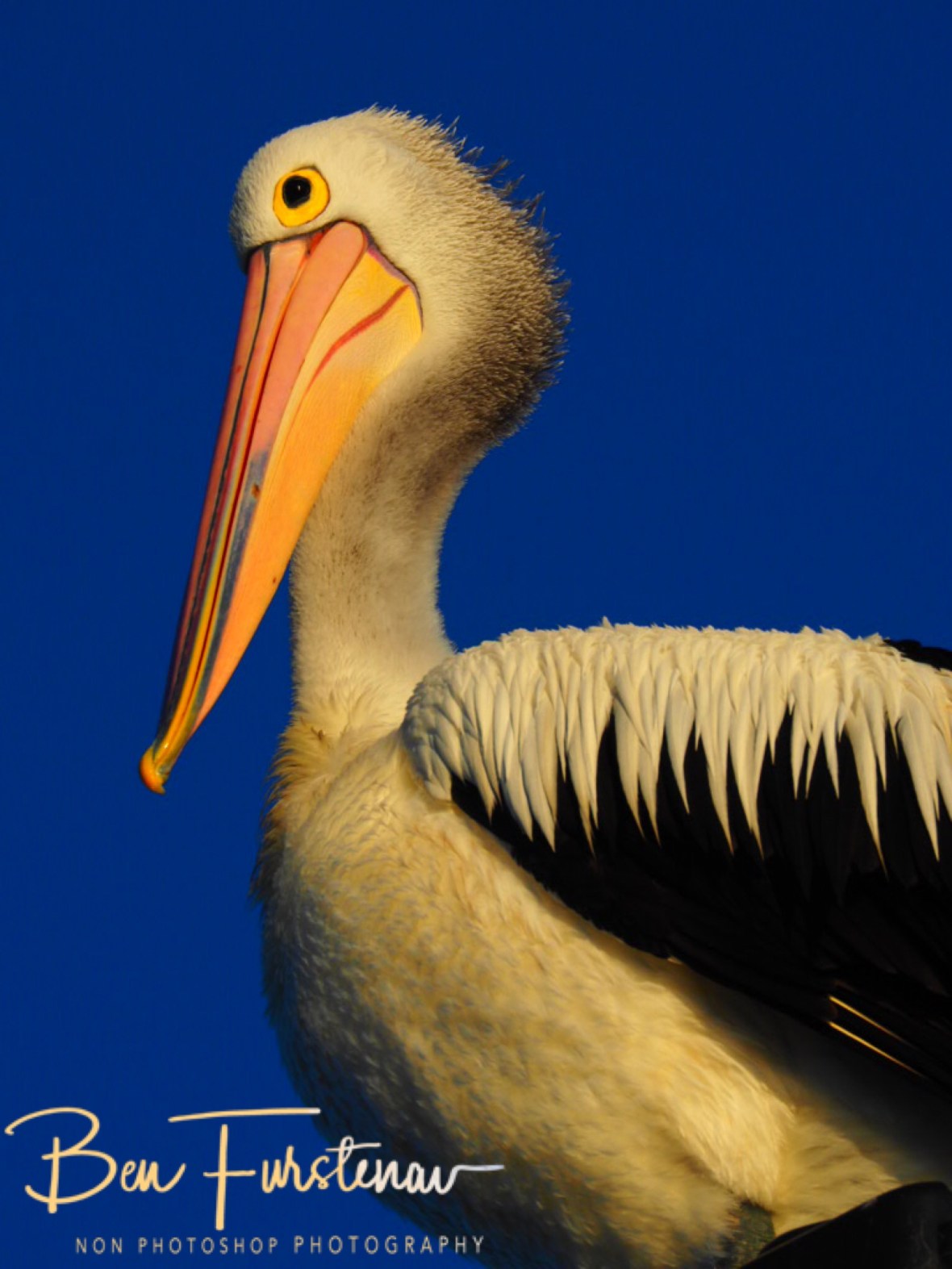 Beak a boo at Evans Head, Northern New South Wales, Australia 