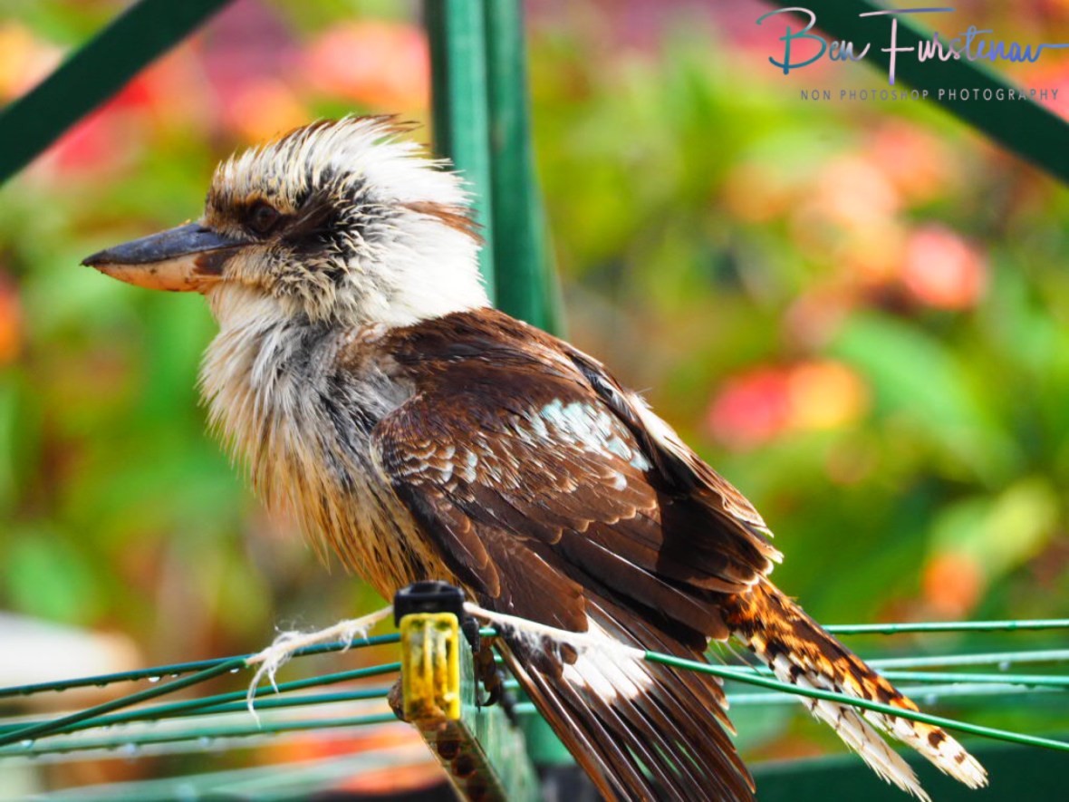 Kookaburras drops by at Evans Head, Northern New South Wales, Australia 