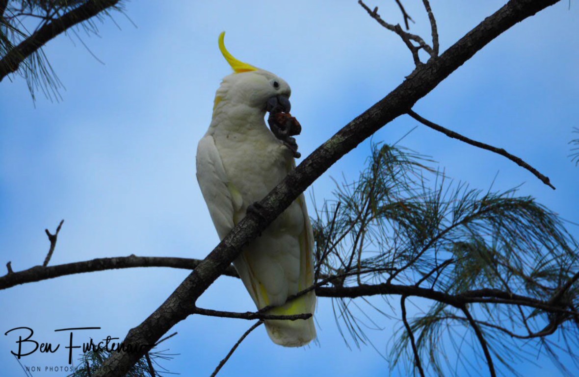 Breakfast with a view at Trinity Inlet, Cairns, Northern Queensland, Australia