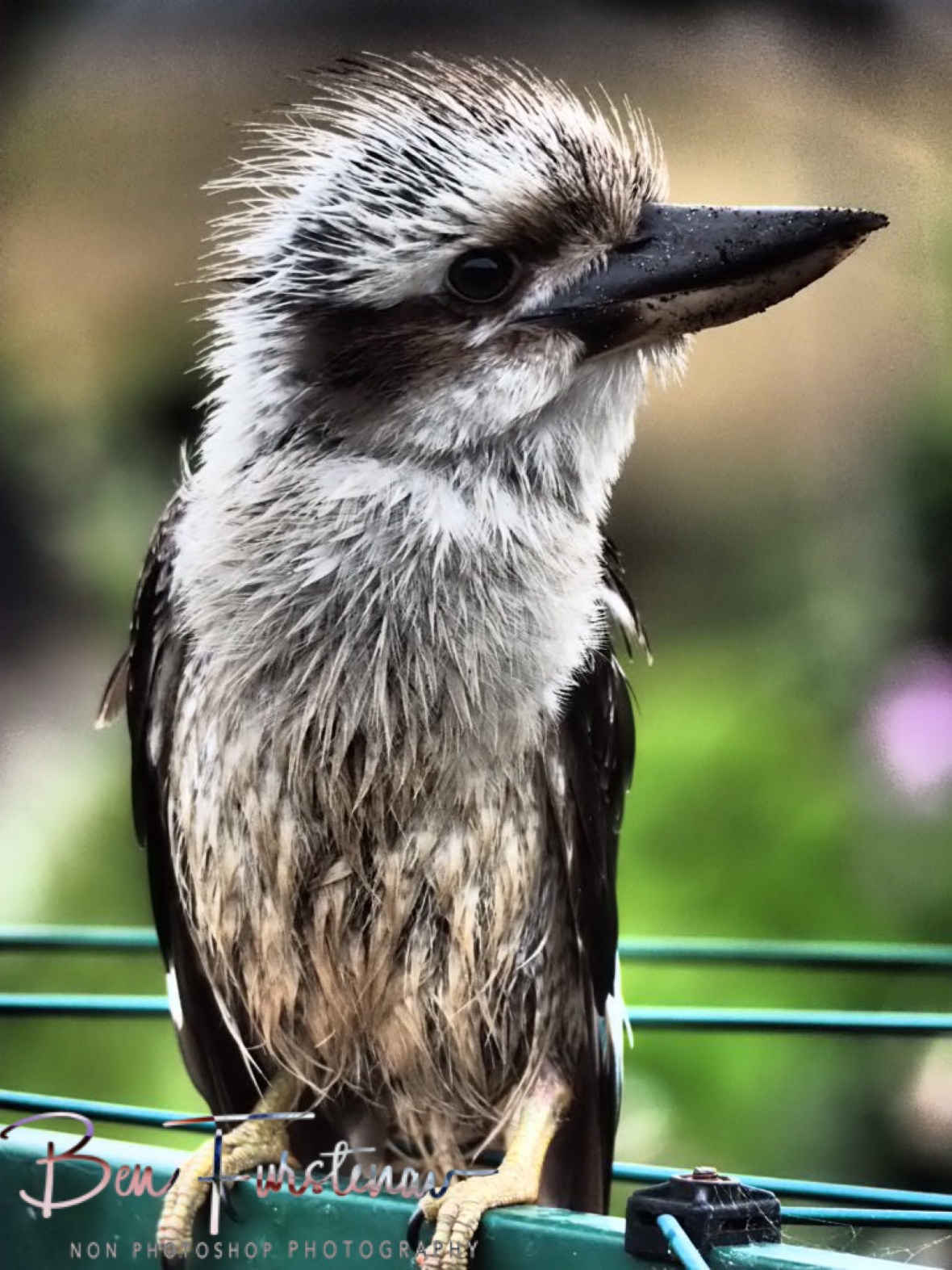 What to do at Evans Head, Northern New South Wales, Australia