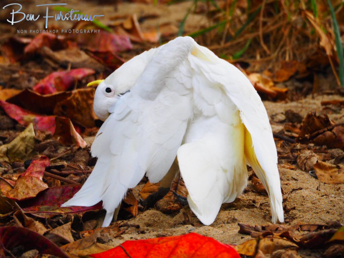 Cleaning carefully at Trinity Inlet, Cairns, Northern Queensland, Australia 